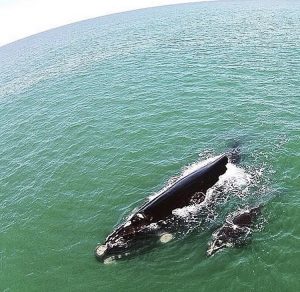 Temporada de baleias - turismo on line