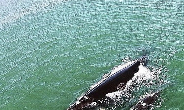 Temporada de baleias - turismo on line