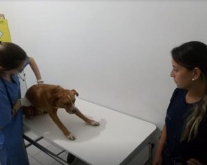 Cão Atropelado-Divulgação Folha de Santa Catarina