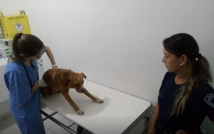 Cão Atropelado-Divulgação Folha de Santa Catarina