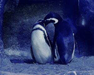 O amor está no ar, no mar e na terra - pinguins do oceanic aquarium de Balneário Camboriú
