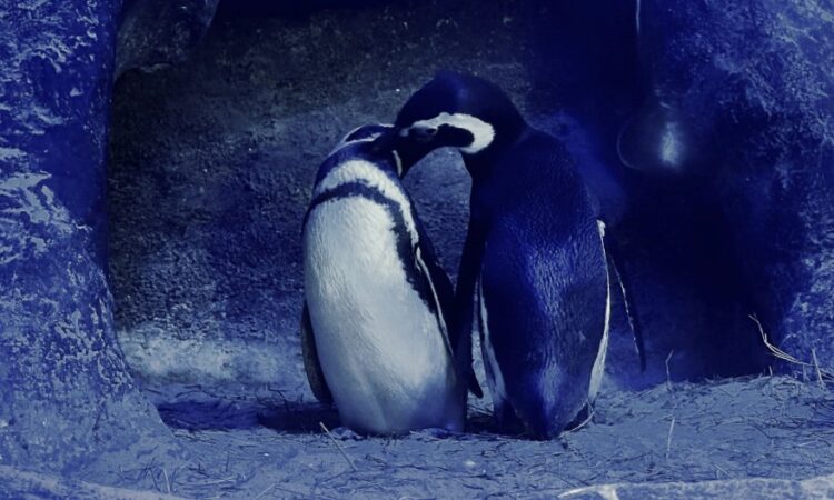 O amor está no ar, no mar e na terra - pinguins do oceanic aquarium de Balneário Camboriú
