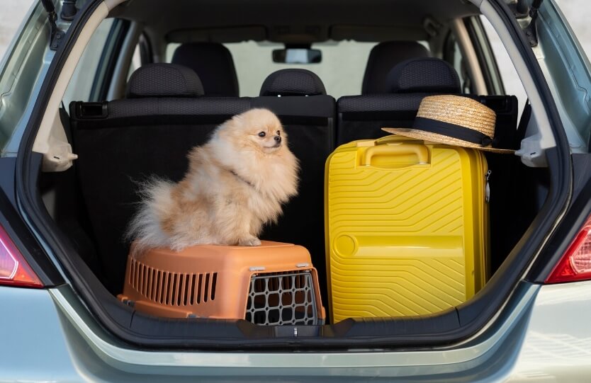 Fato ou fake: companhias aéreas realmente barram pets por porte ou raça?