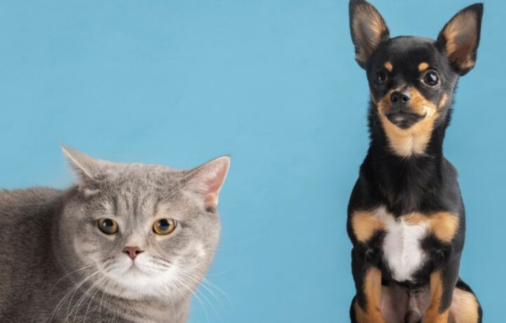 Viagem internacional para os Estados Unidos exige planejamento diferente para cães e gatos; saiba regras e prazos